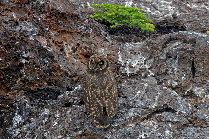 short-eared-owl-02.jpg