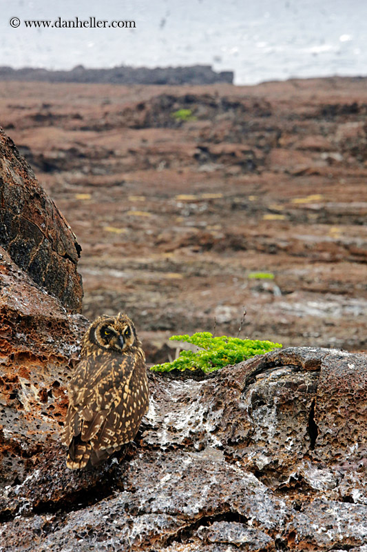 short-eared-owl-04.jpg