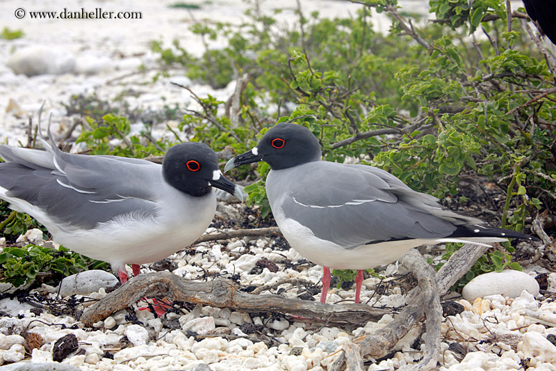 swallow-tailed-gull-02.jpg