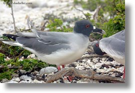 images/LatinAmerica/Ecuador/GalapagosIslands/Birds/Swallow-tailedGull/swallow-tailed-gull-04.jpg
