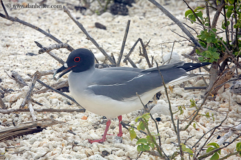 swallow-tailed-gull-06.jpg