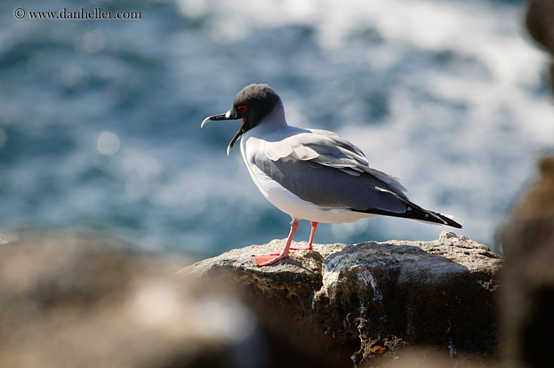 swallow-tailed-gull-07.jpg