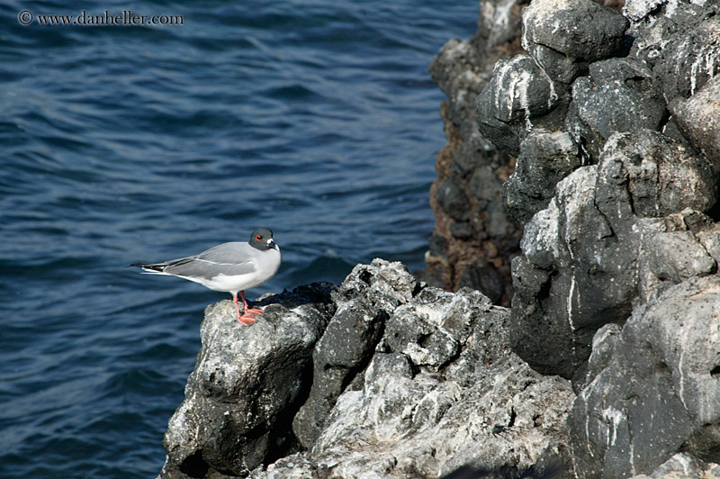 swallow-tailed-gull-09.jpg