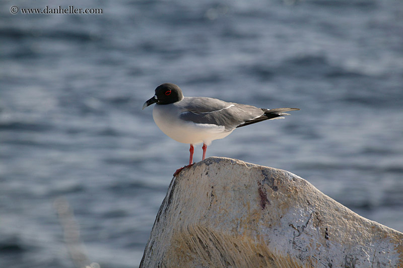 swallow-tailed-gull-13.jpg