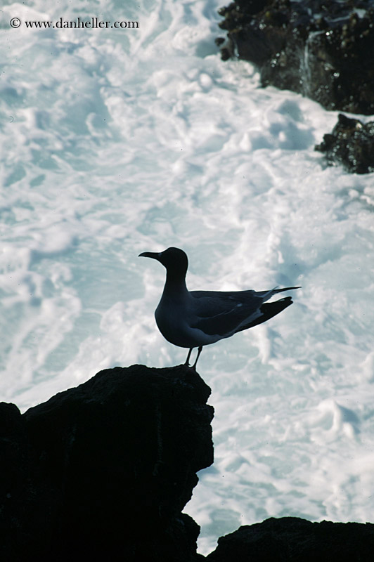 swallow-tailed-gull-16.jpg