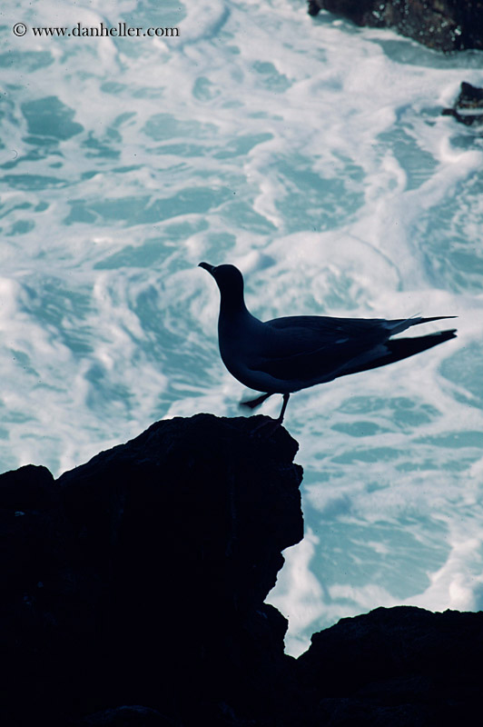 swallow-tailed-gull-17.jpg