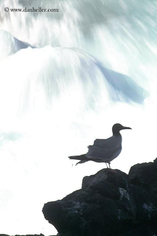 swallow-tailed-gull-19.jpg