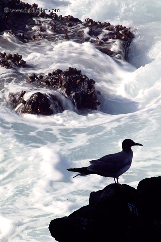 swallow-tailed-gull-20.jpg