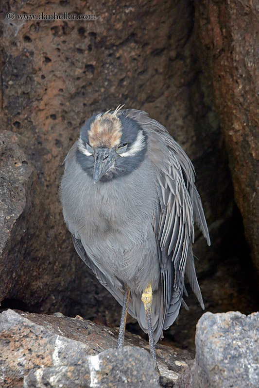 yellow-crowned-night-heron-03.jpg