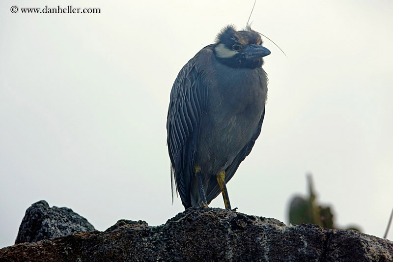 yellow-crowned-night-heron-04.jpg