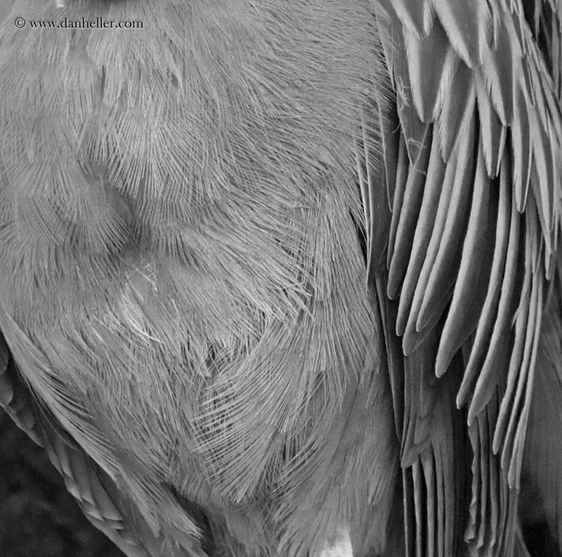 yellow-crowned-night-heron-bw.jpg