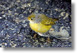images/LatinAmerica/Ecuador/GalapagosIslands/Birds/YellowWarbler/yellow-warbler-female-02.jpg