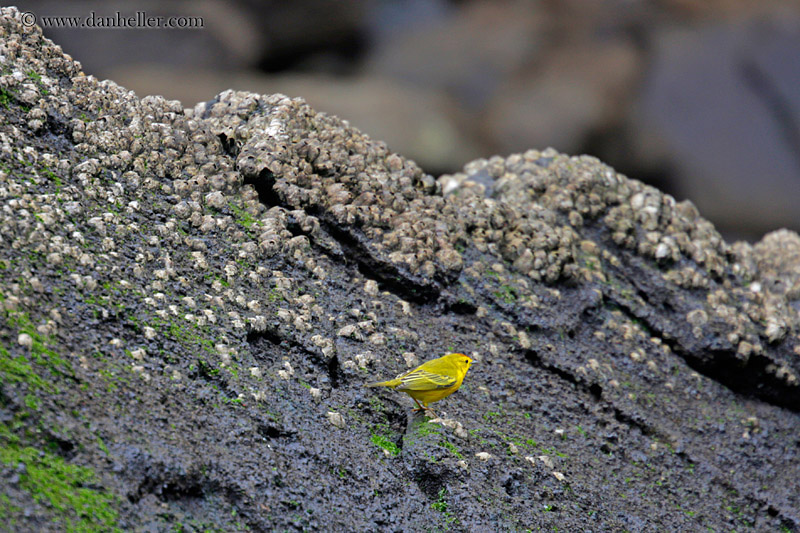 yellow-warbler-male-01.jpg