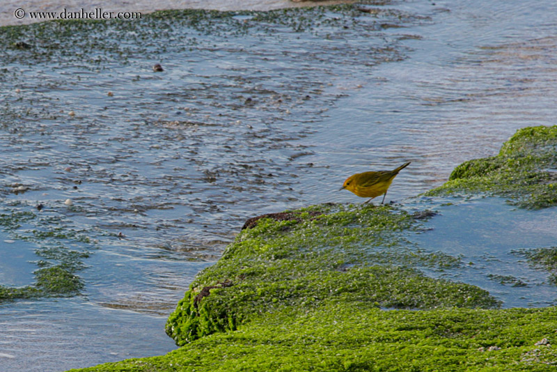 yellow-warbler-male-02.jpg