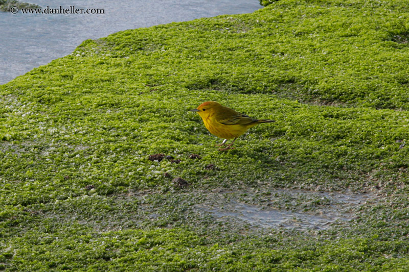 yellow-warbler-male-03.jpg