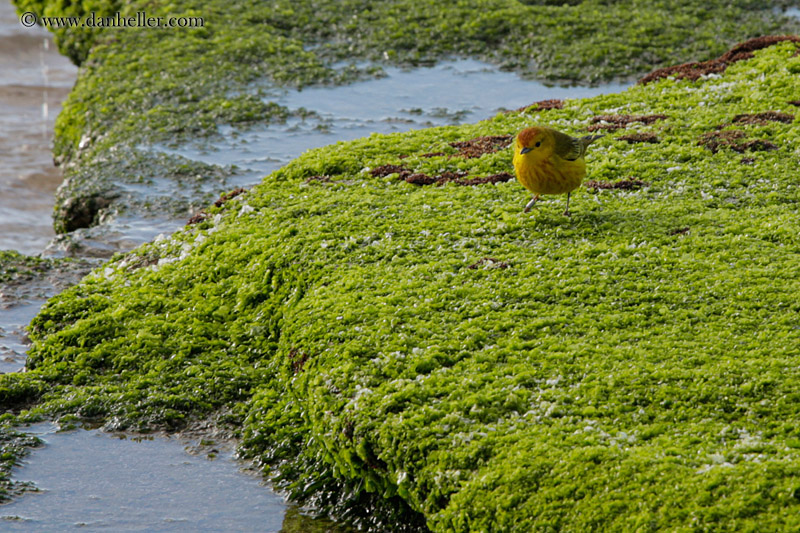 yellow-warbler-male-04.jpg