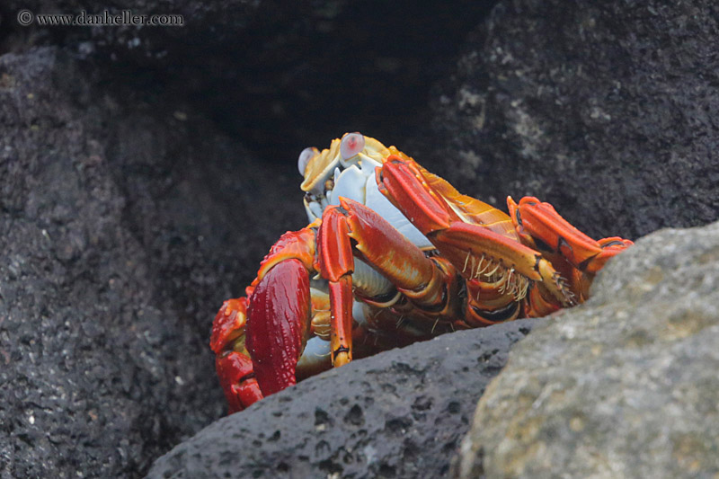 sally_lightfoot-crab-01.jpg