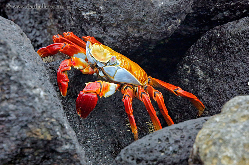 sally_lightfoot-crab-02.jpg