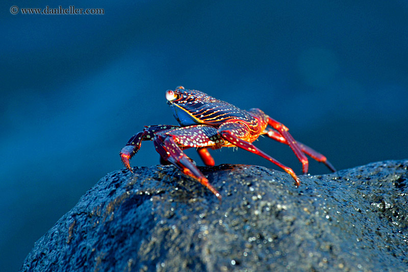 sally_lightfoot-crab-06.jpg