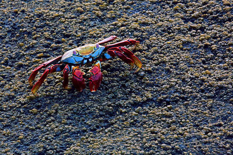 sally_lightfoot-crab-16.jpg