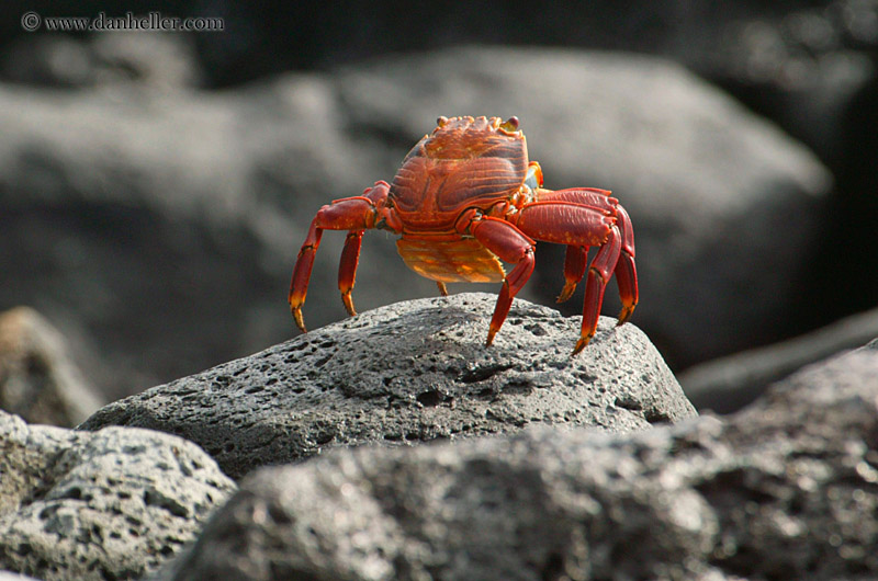 sally_lightfoot-crab-18.jpg