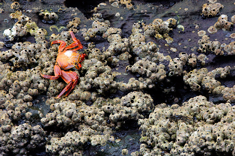 sally_lightfoot-crab-22.jpg