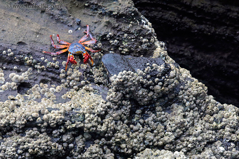 sally_lightfoot-crab-24.jpg