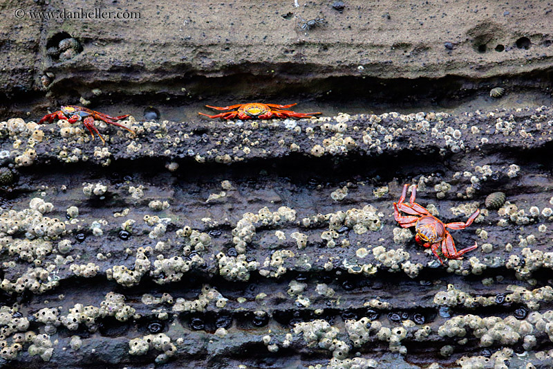 sally_lightfoot-crab-27.jpg