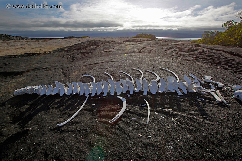 Whale Bones (1)