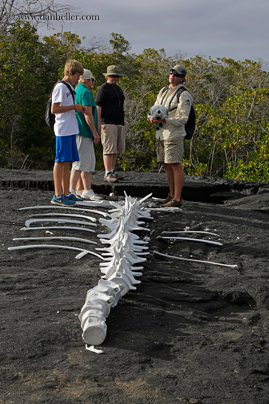 whale-bones-07.jpg