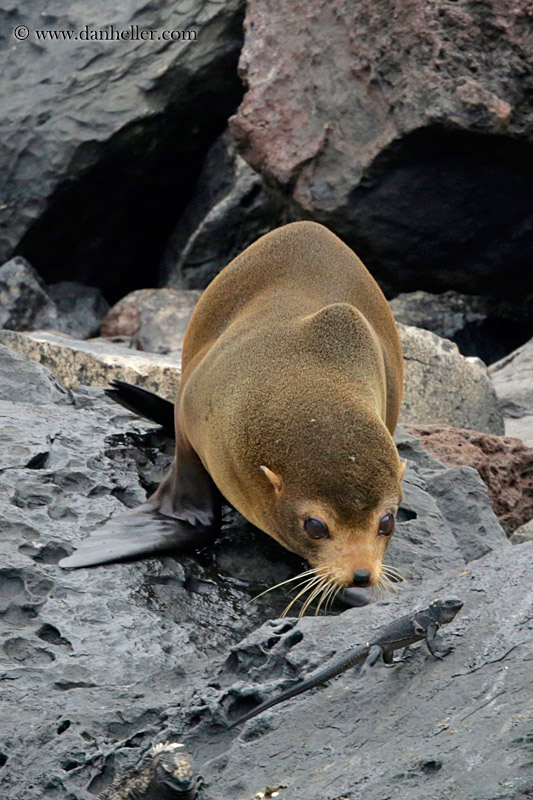 fur-seal-on-rocks-01.jpg