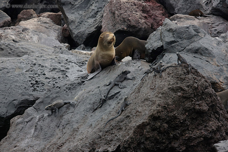 fur-seal-on-rocks-02.jpg