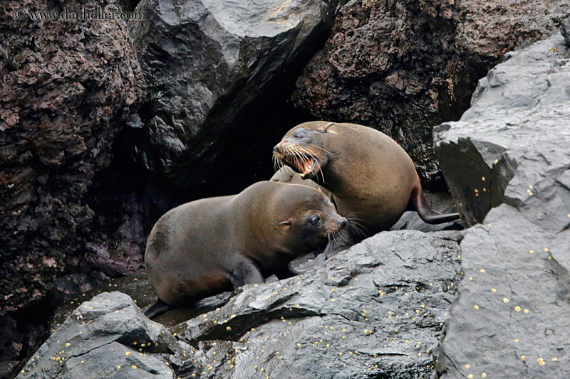 fur-seal-on-rocks-03.jpg