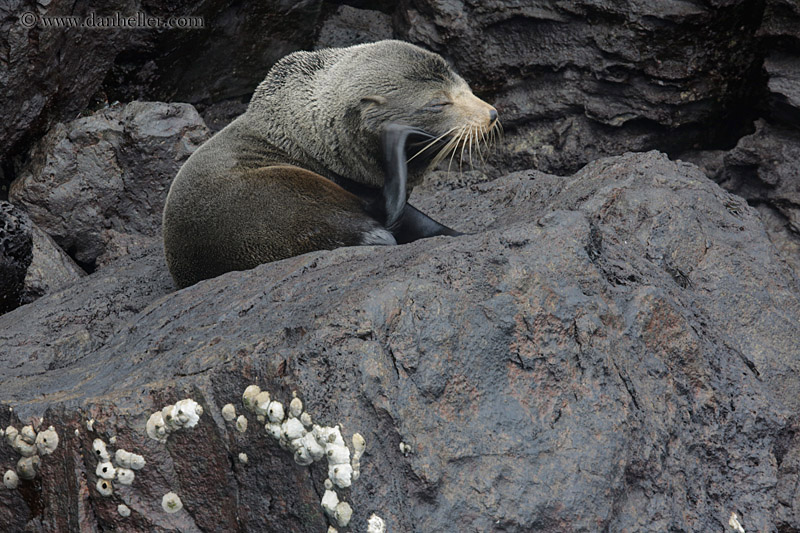 fur-seal-on-rocks-04.jpg