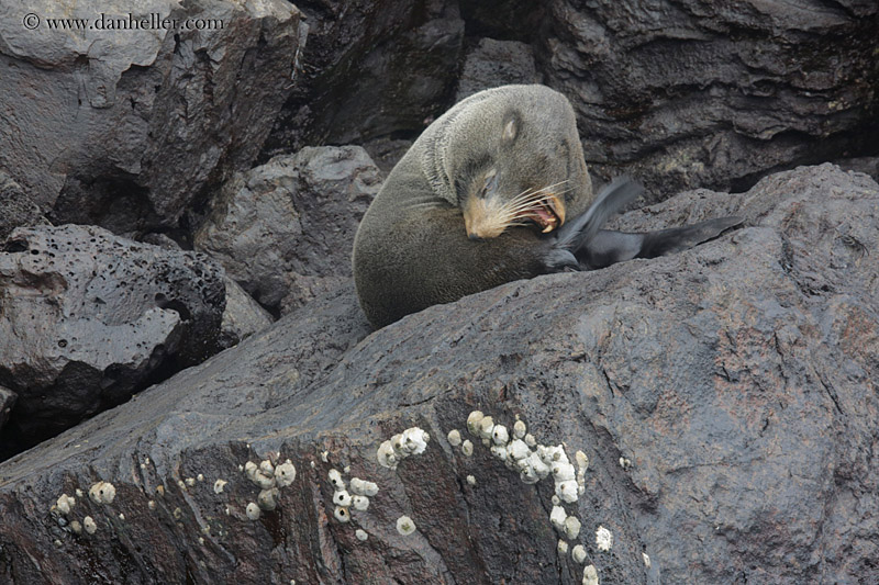 fur-seal-on-rocks-05.jpg