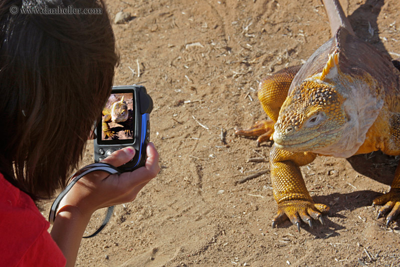 land-iguana-03.jpg