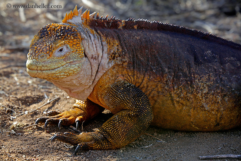 land-iguana-06.jpg