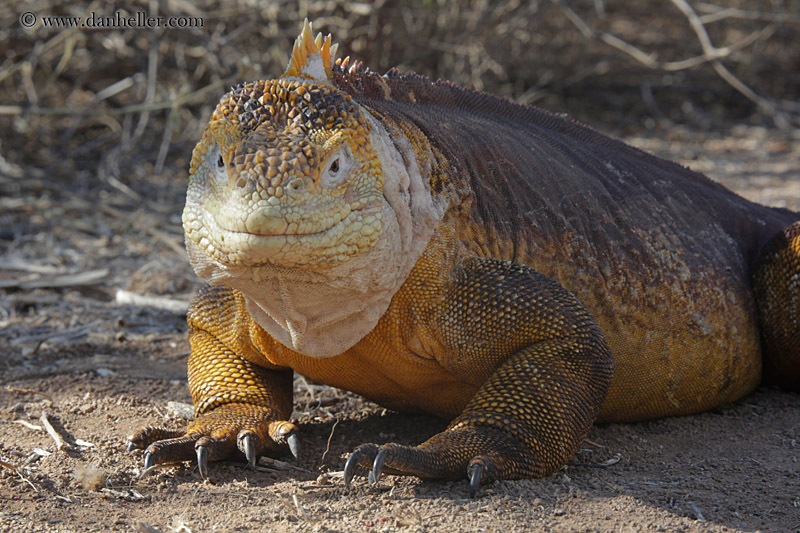 land-iguana-11.jpg