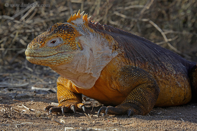 land-iguana-12.jpg