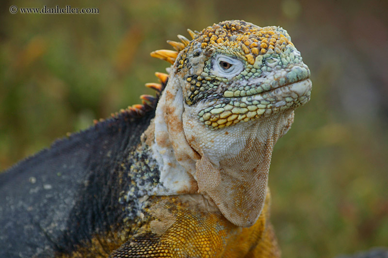 land-iguana-14.jpg