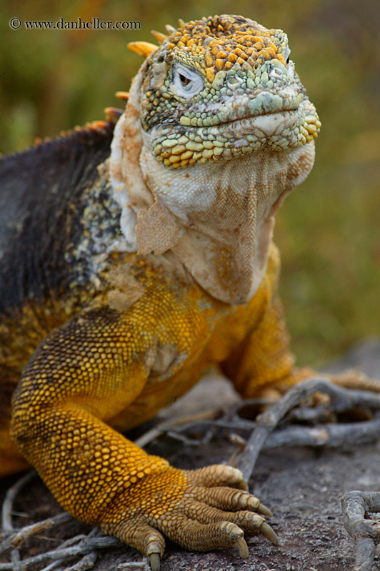 land-iguana-16.jpg