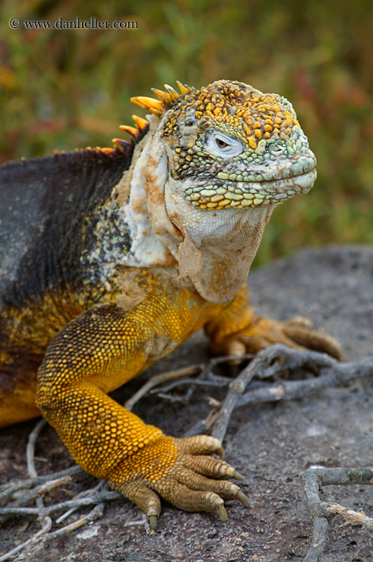 land-iguana-17.jpg