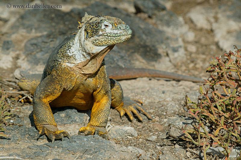 land-iguana-20.jpg