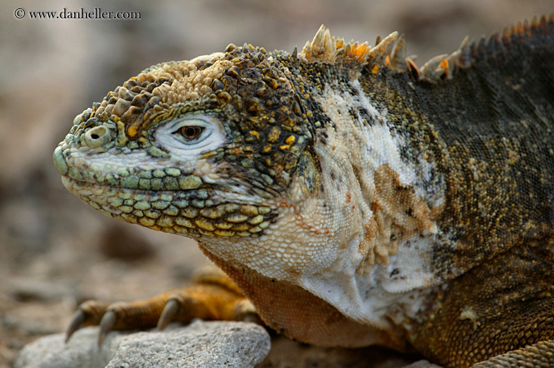 land-iguana-22.jpg