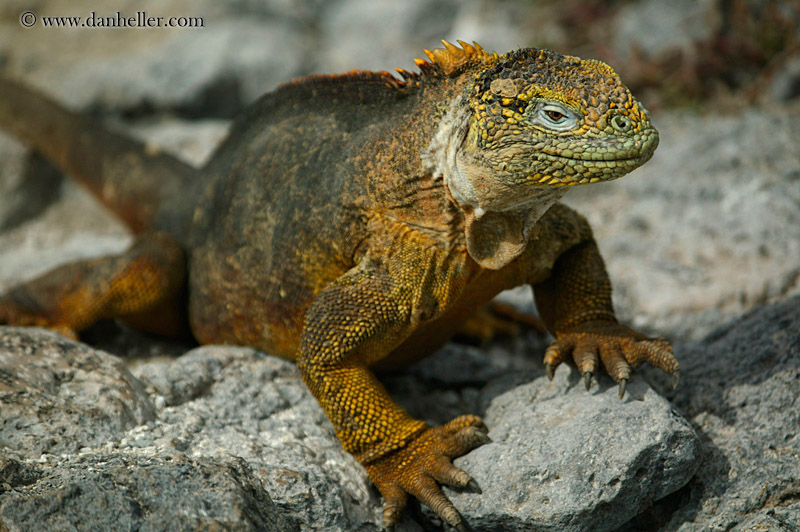 land-iguana-28.jpg