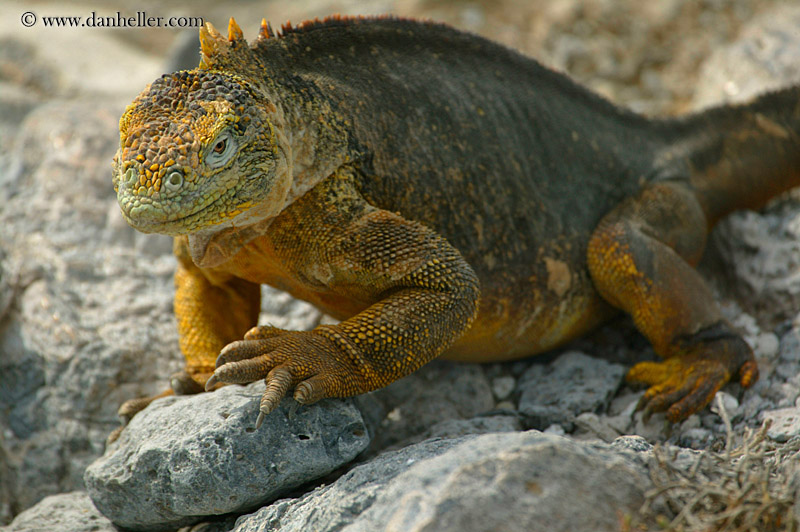 land-iguana-31.jpg