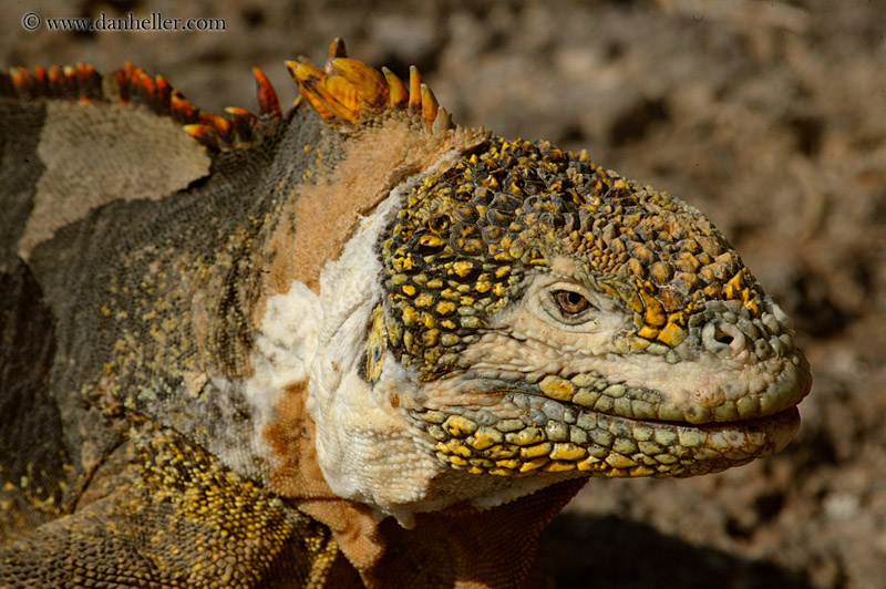 land-iguana-32.jpg