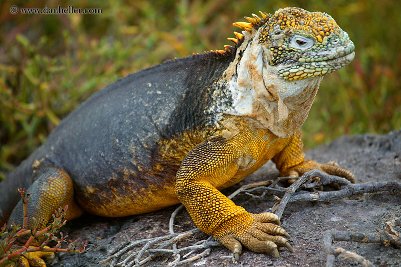 land-iguana-35.jpg