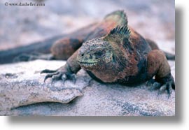 images/LatinAmerica/Ecuador/GalapagosIslands/Iguana/MarineIguana/colorful-marine-iguana-01.jpg