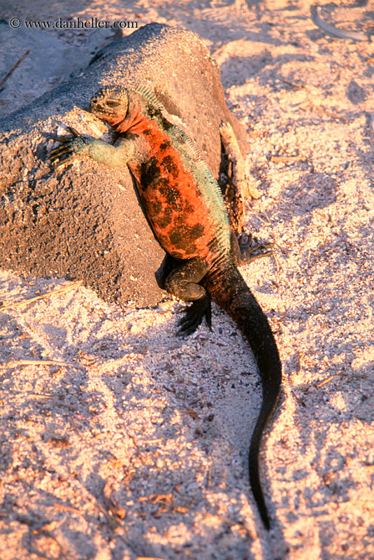 colorful-marine-iguana-02.jpg